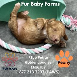 Peony - Apricot female Goldendoodle puppy in Michigan from Fur Baby Farms