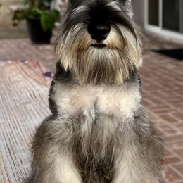 Giant Schnauzer and Miniature Schnauzer Puppies from My Angel Schnauzers
