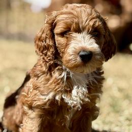 Turbo - Apricot male Goldendoodle puppy in Larimer County, Colorado from Puppy Love Doodles