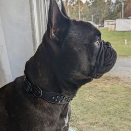 French Bulldogs from Suellen's Frenchie Source