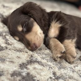 Dachshund Puppies from Little Legs Miniature Dachshunds