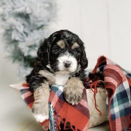 Yellow Girl - Tri-color Bernedoodle puppy in Nancy, Kentucky from Wilderness Point Doodles
