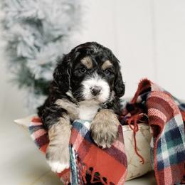 Yellow Girl - Tri-color Bernedoodle puppy in Nancy, Kentucky from Wilderness Point Doodles