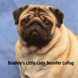 Jenny - Pug