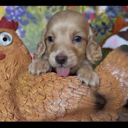 Whipped Cream - Cream male Dachshund puppy in Floresville, Texas from Muddy River Dachshunds