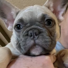 Bulldog and French Bulldog Puppies from Sweet N Lo Bulldogs