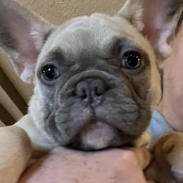 Bulldog and French Bulldog Puppies from Sweet N Lo Bulldogs