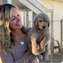 Prince Phillip - Brown male Bernedoodle puppy in Yuba City, California from Ranch House Doodles