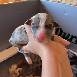 Jagger - Blue merle male Australian Shepherd puppy in San Tan Valley, Arizona from SJR AUSSIES