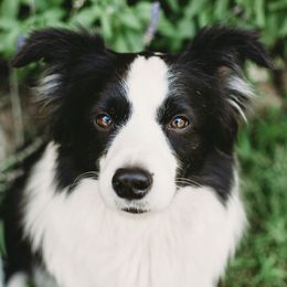 Border Collies from Ensemble Border Collies