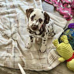 Cranberry/pink collar - Dalmatian puppy from Green Acre Dalmatians