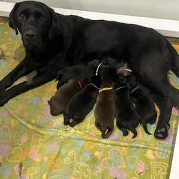 Labrador Retriever Puppies from Tag Hollow
