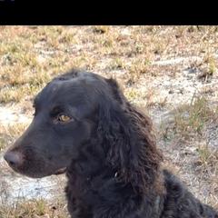 Boykin Spaniel All Grown Up from DrWatson Boykin Spaniels