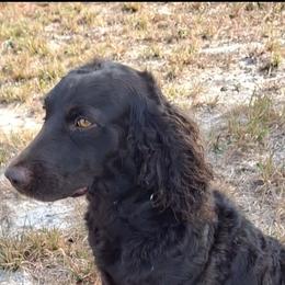 Boykin Spaniel All Grown Up from DrWatson Boykin Spaniels