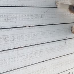 Shooter - Miniature Australian Shepherd