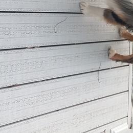 Shooter - Miniature Australian Shepherd