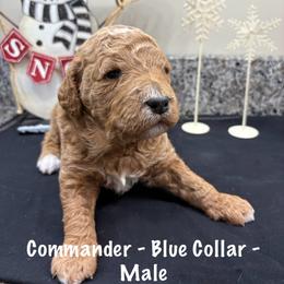 Commander - Red  male Goldendoodle puppy in Annville, Pennsylvania from Bellegrove Goldendoodles