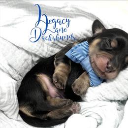 Dachshund Puppies from Legacy Lane Dachshunds