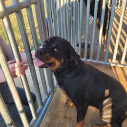Annie - Rottweiler