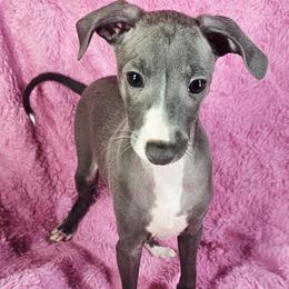 Ruler Of The House - Blue male Italian Greyhound puppy in Cadwell, Georgia from All The DoDa Day Italian Greyhounds