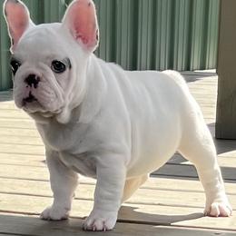 French Bulldogs from Triple Cross Puppies