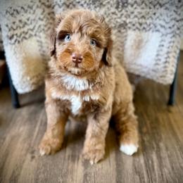Hershey - Brown male Bernedoodle puppy in Danielsville, Georgia from Meg's Doodles and Poodles