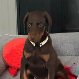 White Collar - Red and rust female Doberman Pinscher puppy in Lake City, Florida from Paintedcrazy Doberman Pinchers