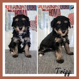 Tripp - Black and white male Schnoodle puppy in Lebanon, Missouri from Cedar Glades Canines