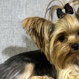 Golden Mountain Doodles and Yorkshire Terriers from Yorkie To Hapiness