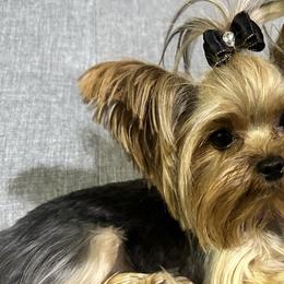 Golden Mountain Doodles and Yorkshire Terriers from Yorkie To Hapiness