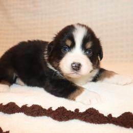 Jet - Black tri-color male Australian Shepherd puppy in Colorado from Firestone Australian Shepherds