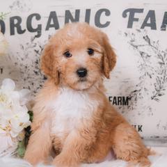 Bordoodle Puppies from 2J 2K Bordoodles