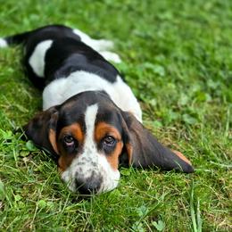 Prismari - Black brown and white female Basset Hound puppy in West Chester, Ohio from Bed-N-Bassets