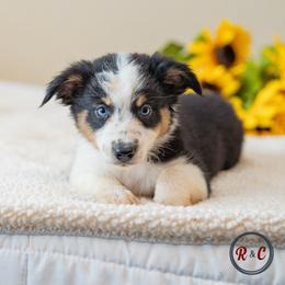 Dakota - Black tri female Miniature Australian Shepherd puppy in Buna, Texas from R & C Kennels