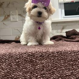 Bailey - Cream female Maltipoo puppy in Delran, New Jersey from HMH’s Maltipoos & Cavaliers