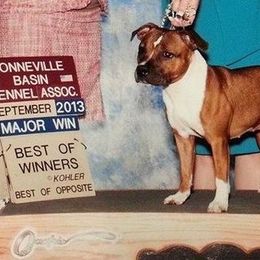 Staffordshire Bull Terrier All Grown Up from Dyna Staffs