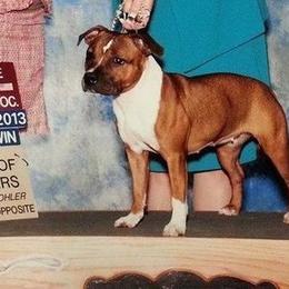 Staffordshire Bull Terrier All Grown Up from Dyna Staffs