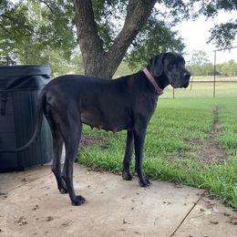 Layla - Great Dane