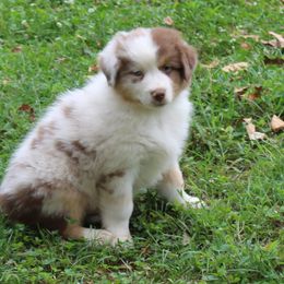 Gunner - Red merle male Australian Shepherd puppy in Kansas, Oklahoma from Windy G Farm