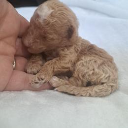 Girl2 - Yellow and white female Bernedoodle puppy in Lafayette, Alabama from Williams Lake Doodles