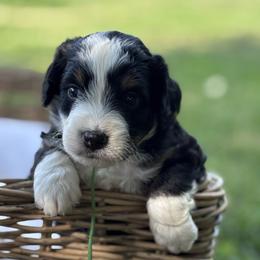 Cedar - Tri-color male Bernedoodle puppy in Rising Sun, Indiana from Ruby Lane Doodles