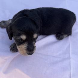 Boy 1 - Black and tan male Dachshund puppy in Hanford, California from Cooper Gals Doxies