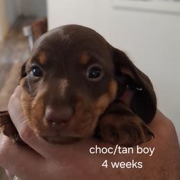 Standard Boy 3 - Chocolate and tan male Dachshund puppy in La Pine, Oregon from Lil Deschutes
