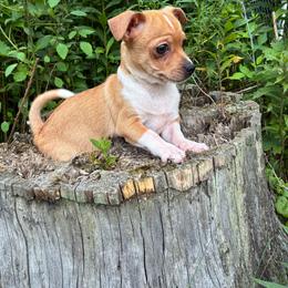 Energizer - Red and white male Chihuahua puppy in Little Rock, Arkansas from Kings chichis