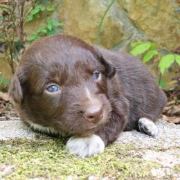 Ant - Red tri-color male Australian Shepherd puppy in Macon, Georgia from Shaina’s Shepherds
