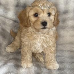 Ava - female Cavapoochon puppy in Waldron, Arkansas from Kay’s Cutie Poos