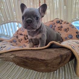 Lilac and tan female - Liver female French Bulldog puppy in Tuscaloosa, Alabama from J & J classic frenchies