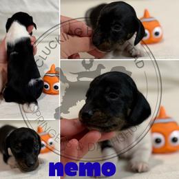 Nemo - Piebald male Dachshund puppy in Fond Du Lac, Wisconsin from Clucking Homestead Springers & Dachshunds