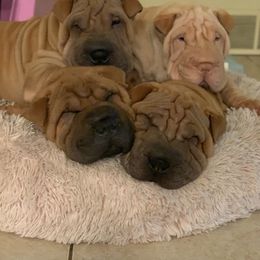 Chinese Shar-Pei and Pumi Puppies from Nixie Kennels
