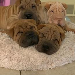 Chinese Shar-Pei and Pumi Puppies from Nixie Kennels
